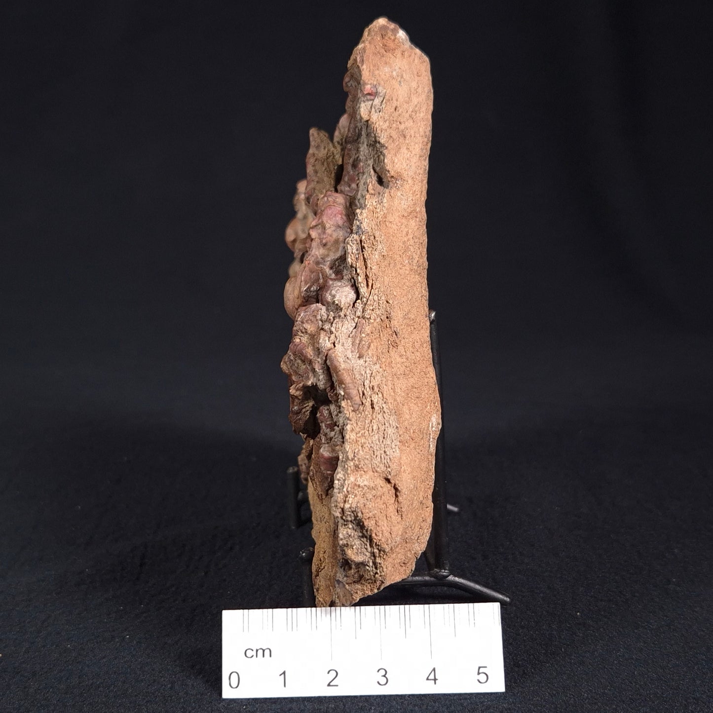 Jimbacrinus Bostocki Crinoid Fossil XJB025