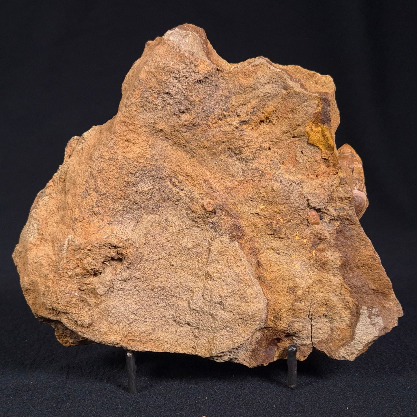 Jimbacrinus Bostocki Crinoid Fossil XJB025