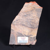 STROMATOLITE, Archean, Australia ZSL001