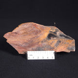STROMATOLITE, Archean, Australia ZSL003