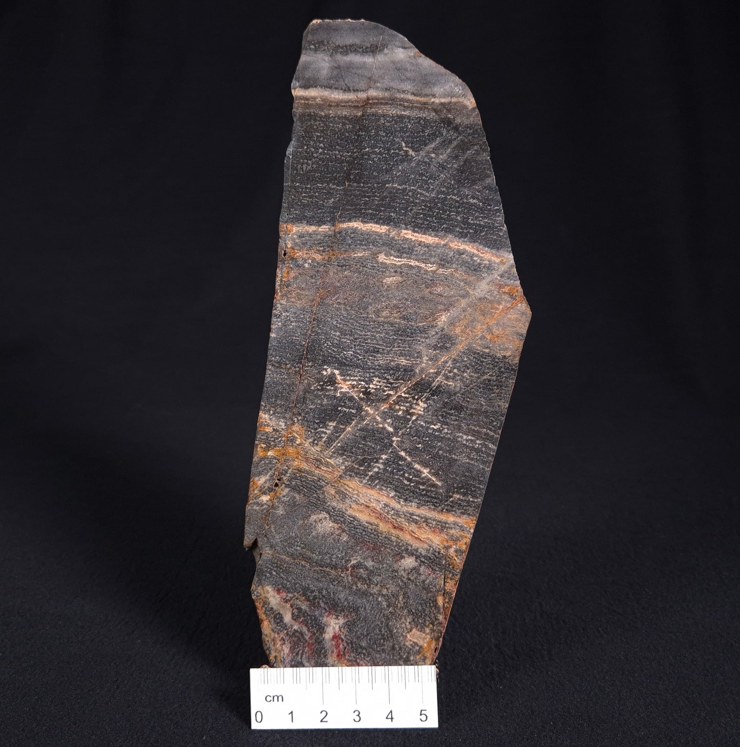 Stromatolite from Linden, Eastern Gold Fields ZSL004