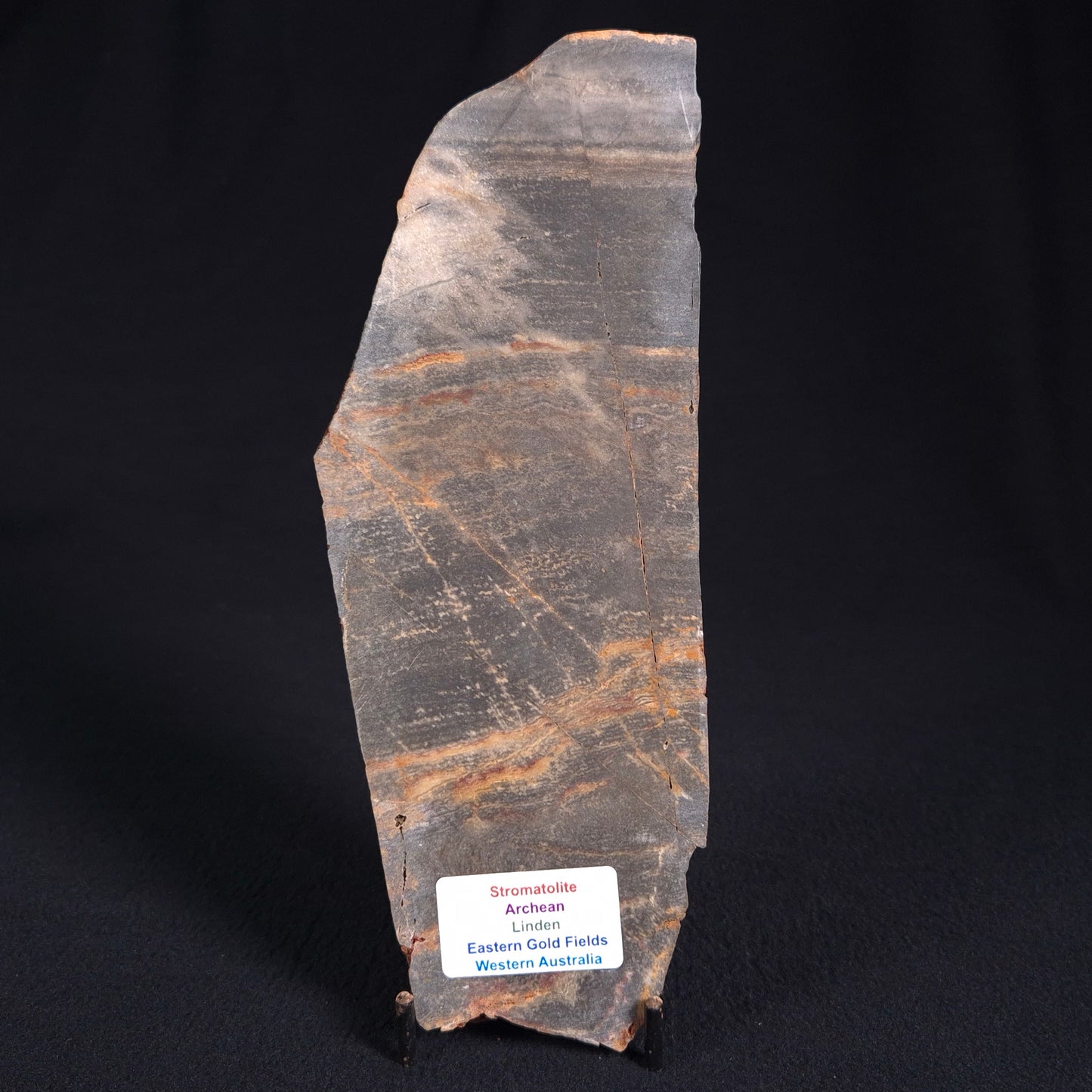 Stromatolite from Linden, Eastern Gold Fields ZSL004