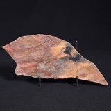 STROMATOLITE, Archean, Australia ZSL005