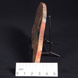 STROMATOLITE, Archean, Australia ZSL005