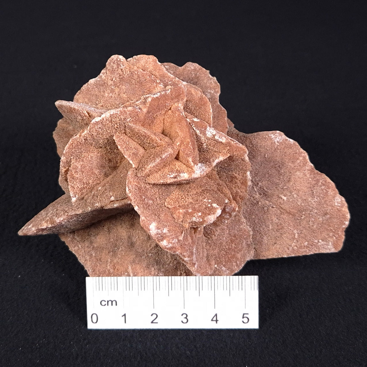 DESERT ROSE GYPSUM, Morocco XDR001