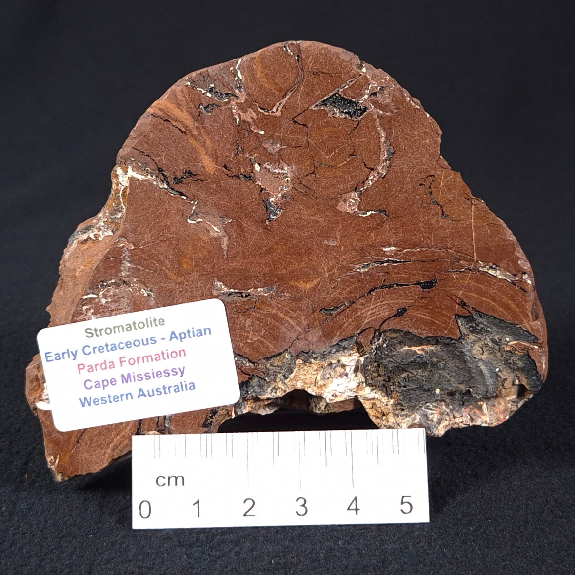 STROMATOLITE, Parda Formation, Early Cretaceous (Aptian), Australia ZPF001