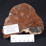 STROMATOLITE, Parda Formation, Early Cretaceous (Aptian), Australia ZPF001