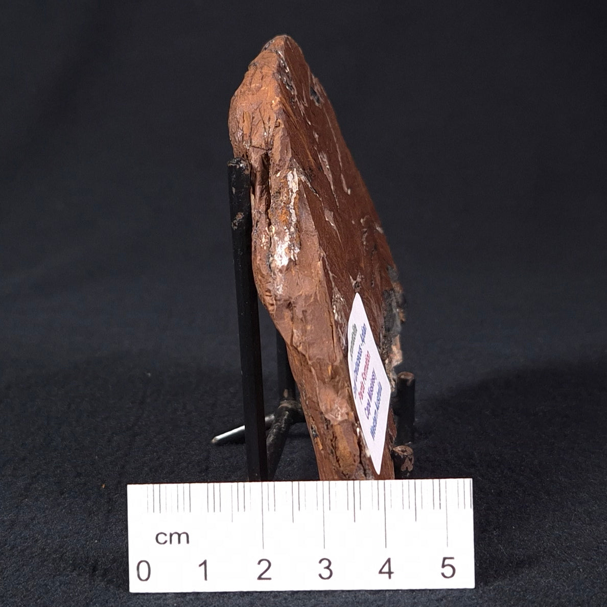 STROMATOLITE, Parda Formation, Early Cretaceous (Aptian), Australia ZPF001
