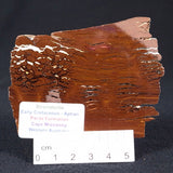 STROMATOLITE, Parda Formation, Early Cretaceous (Aptian), Australia ZPF002