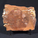 STROMATOLITE, Parda Formation, Early Cretaceous (Aptian), Australia ZPF002
