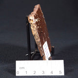 STROMATOLITE, Parda Formation, Early Cretaceous (Aptian), Australia ZPF002