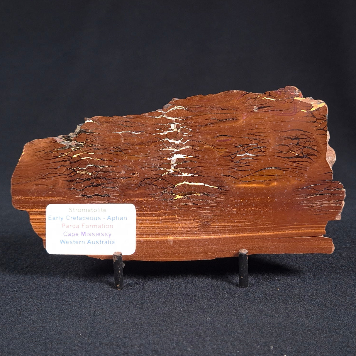 STROMATOLITE, Parda Formation, Early Cretaceous (Aptian), Australia ZPF003