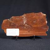 STROMATOLITE, Parda Formation, Early Cretaceous (Aptian), Australia ZPF003