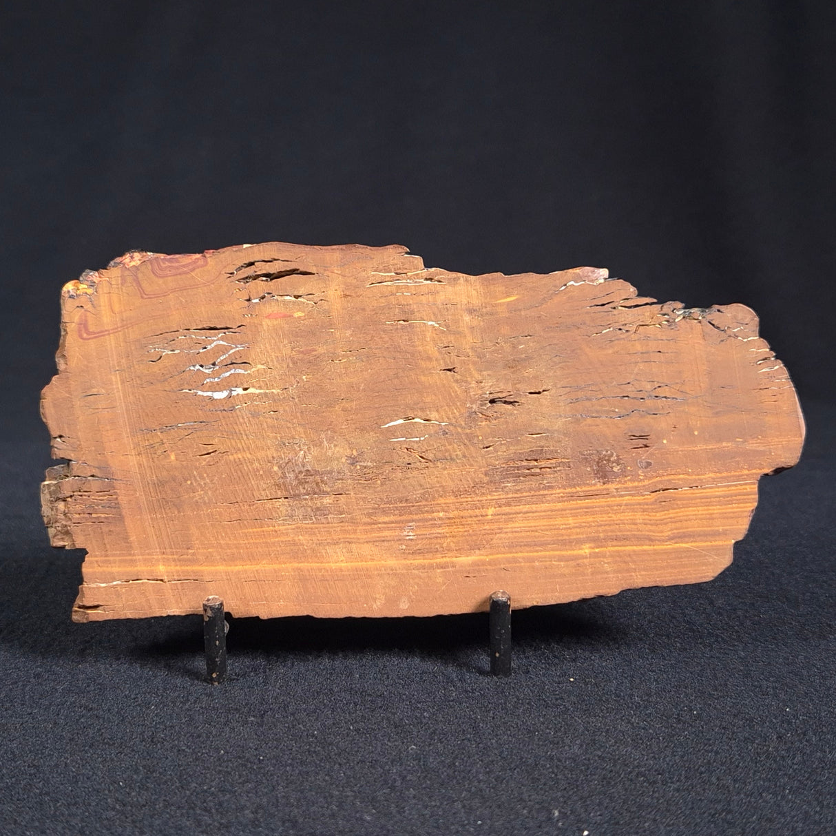STROMATOLITE, Parda Formation, Early Cretaceous (Aptian), Australia ZPF003