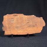 STROMATOLITE, Parda Formation, Early Cretaceous (Aptian), Australia ZPF003