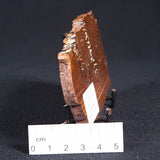 STROMATOLITE, Parda Formation, Early Cretaceous (Aptian), Australia ZPF003