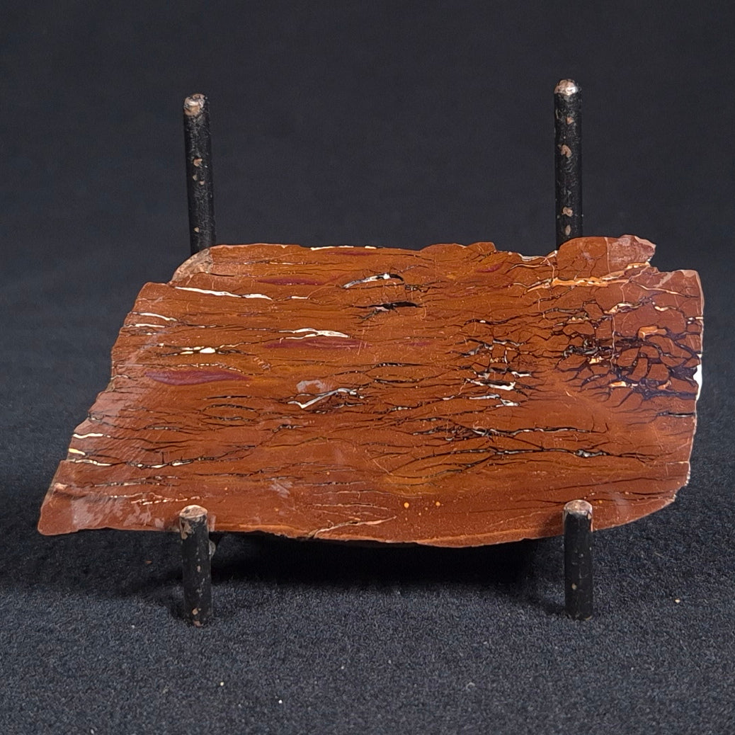 STROMATOLITE, Parda Formation, Early Cretaceous (Aptian), Australia ZPF004