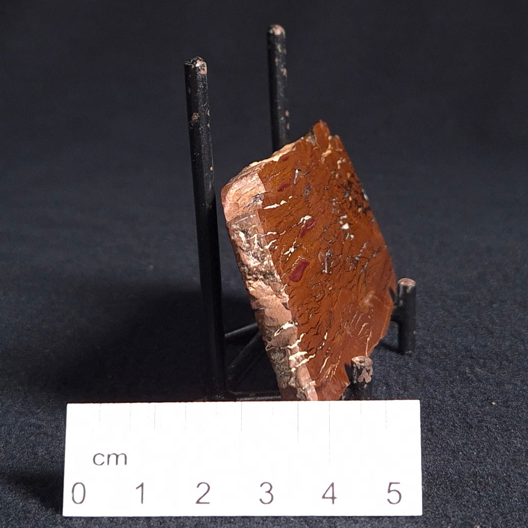 Stromatolite from the Parda Formation, Australia ZPF004