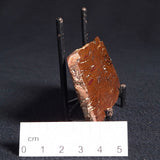 STROMATOLITE, Parda Formation, Early Cretaceous (Aptian), Australia ZPF004