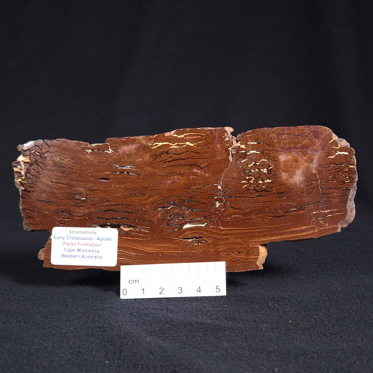 STROMATOLITE, Parda Formation, Early Cretaceous (Aptian), Australia ZPF007