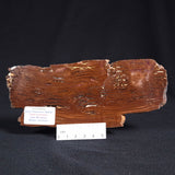 STROMATOLITE, Parda Formation, Early Cretaceous (Aptian), Australia ZPF007