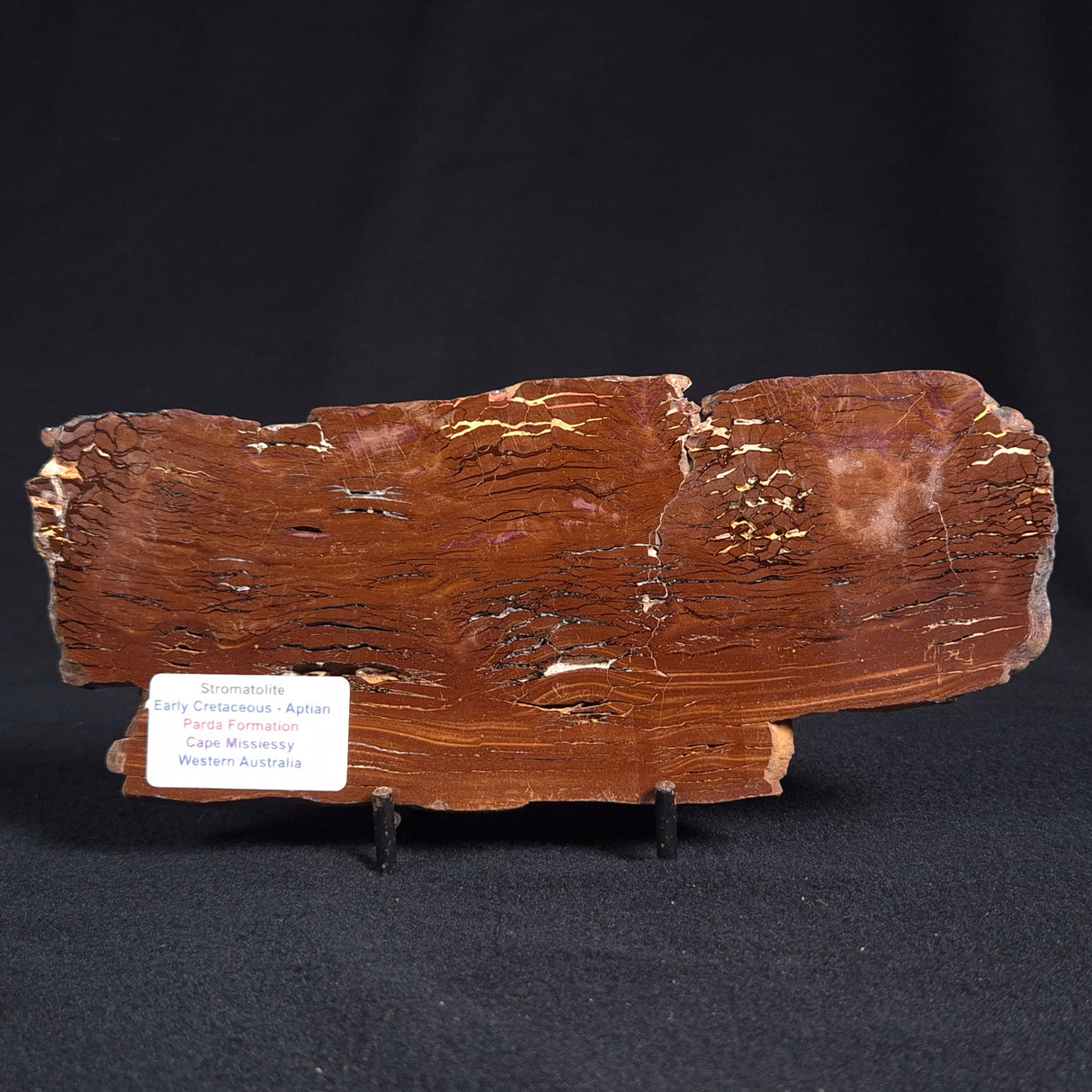 STROMATOLITE, Parda Formation, Early Cretaceous (Aptian), Australia ZPF007