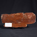 STROMATOLITE, Parda Formation, Early Cretaceous (Aptian), Australia ZPF007