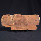 STROMATOLITE, Parda Formation, Early Cretaceous (Aptian), Australia ZPF007