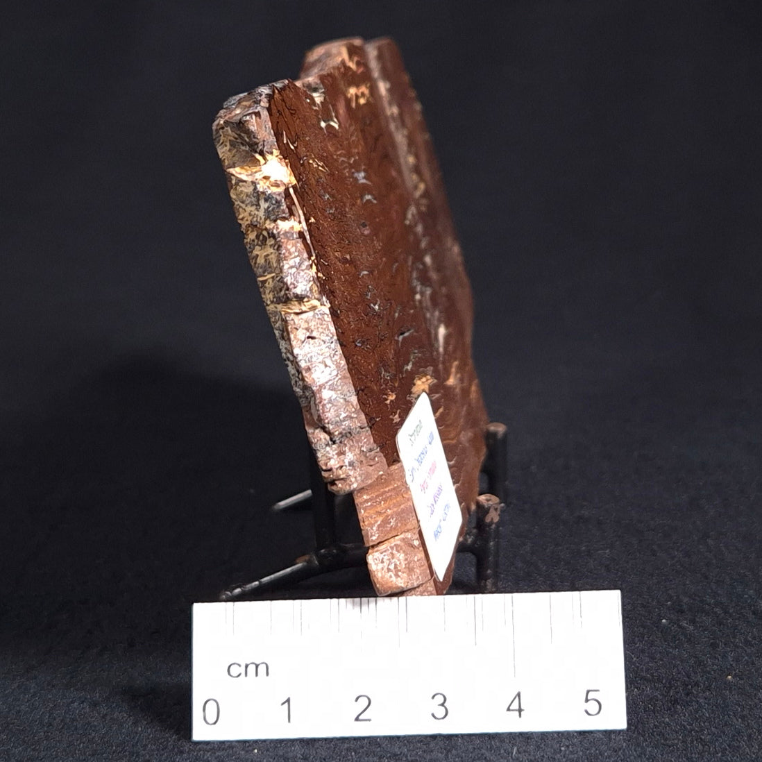 Stromatolite from the Parda Formation, Australia ZPF007