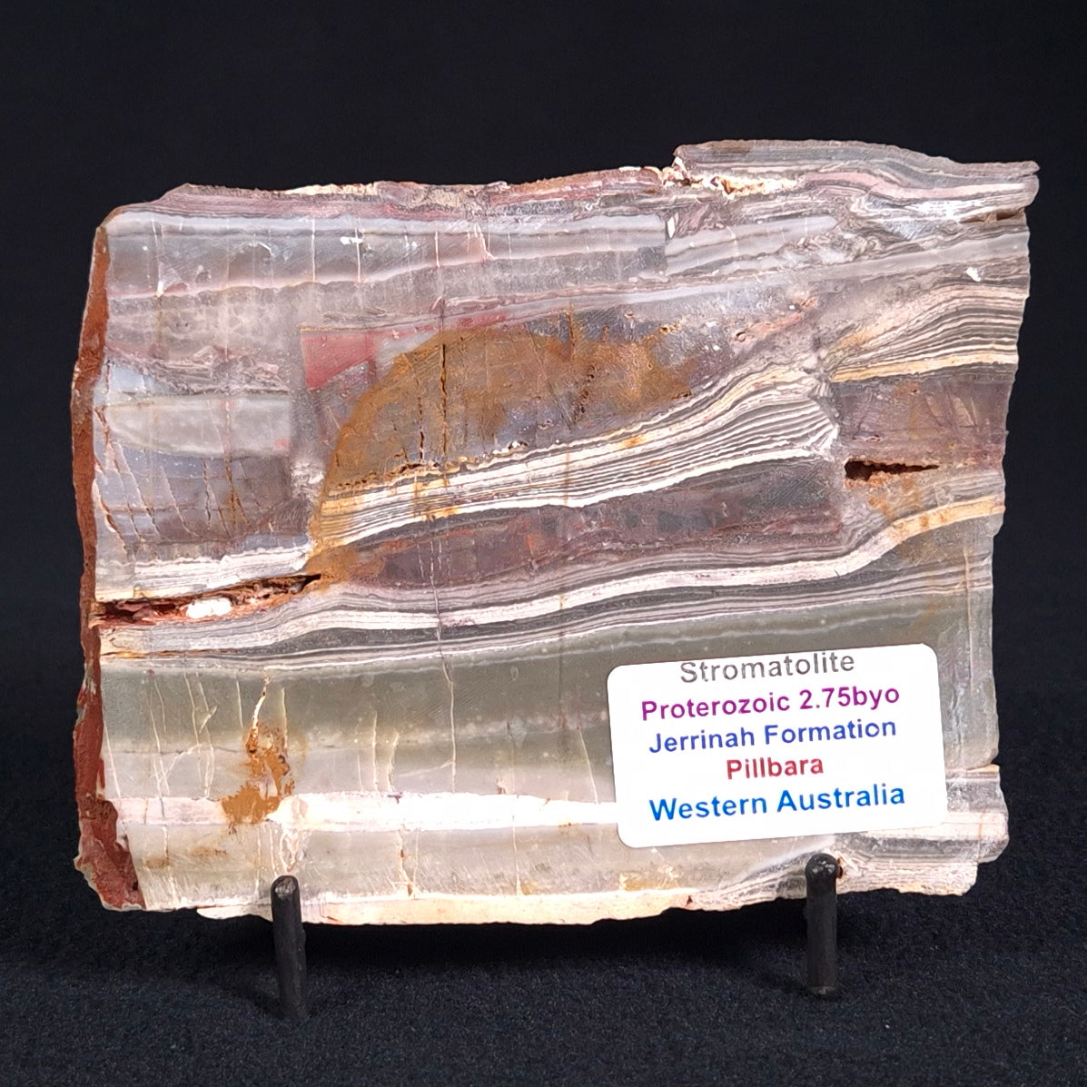 STROMATOLITE, Jerrinah Formation, Proterozoic, Australia ZJF018