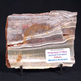 STROMATOLITE, Jerrinah Formation, Proterozoic, Australia ZJF018