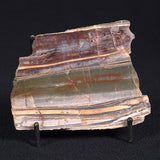 STROMATOLITE, Jerrinah Formation, Proterozoic, Australia ZJF019
