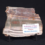 STROMATOLITE, Jerrinah Formation, Proterozoic, Australia ZJF019