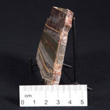 STROMATOLITE, Jerrinah Formation, Proterozoic, Australia ZJF019