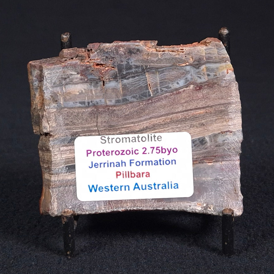 STROMATOLITE, Jerrinah Formation, Proterozoic, Australia ZJF020