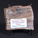 STROMATOLITE, Jerrinah Formation, Proterozoic, Australia ZJF020