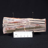 STROMATOLITE, Jerrinah Formation, Proterozoic, Australia ZJF021
