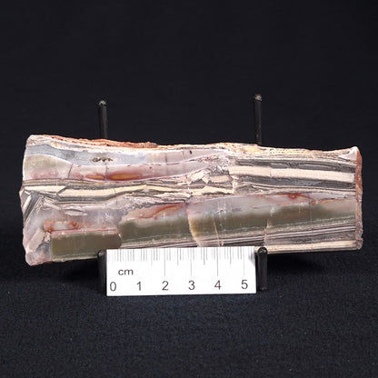 STROMATOLITE, Jerrinah Formation, Proterozoic, Australia ZJF021
