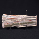 STROMATOLITE, Jerrinah Formation, Proterozoic, Australia ZJF021