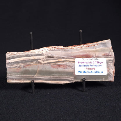 STROMATOLITE, Jerrinah Formation, Proterozoic, Australia ZJF021