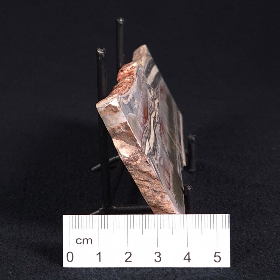 STROMATOLITE, Jerrinah Formation, Proterozoic, Australia ZJF021