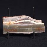 STROMATOLITE, Jerrinah Formation, Proterozoic, Australia ZJF022