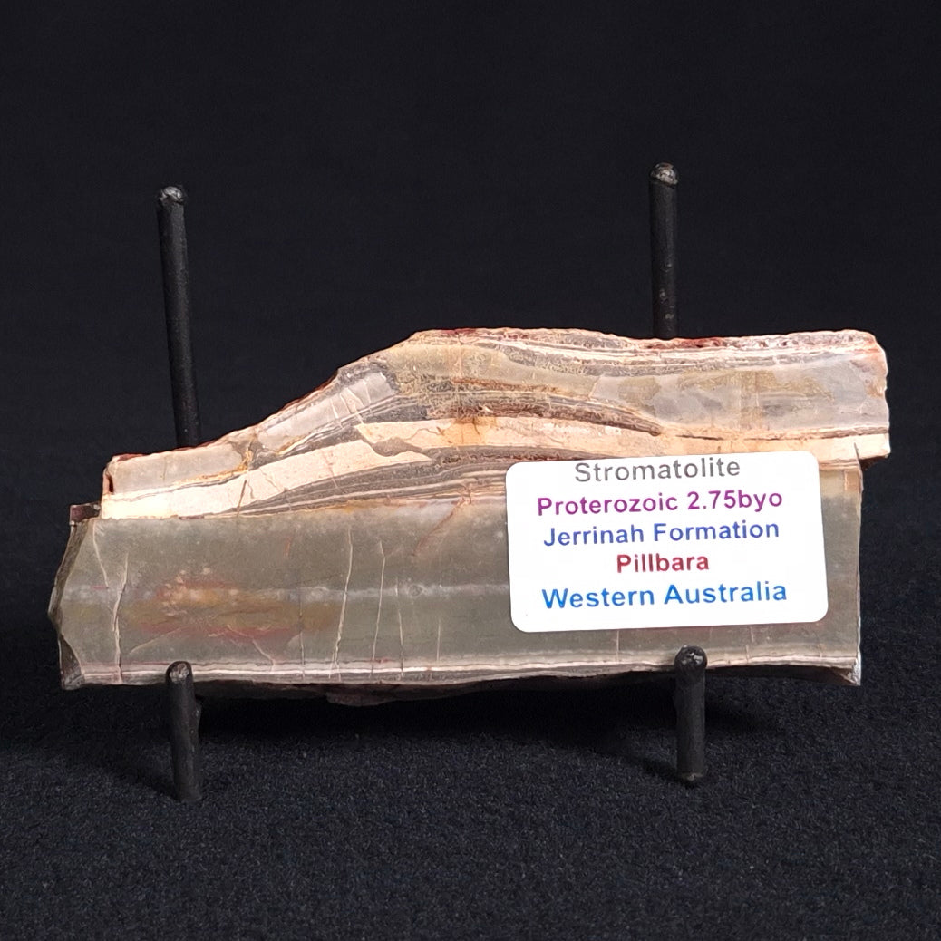 STROMATOLITE, Jerrinah Formation, Proterozoic, Australia ZJF022