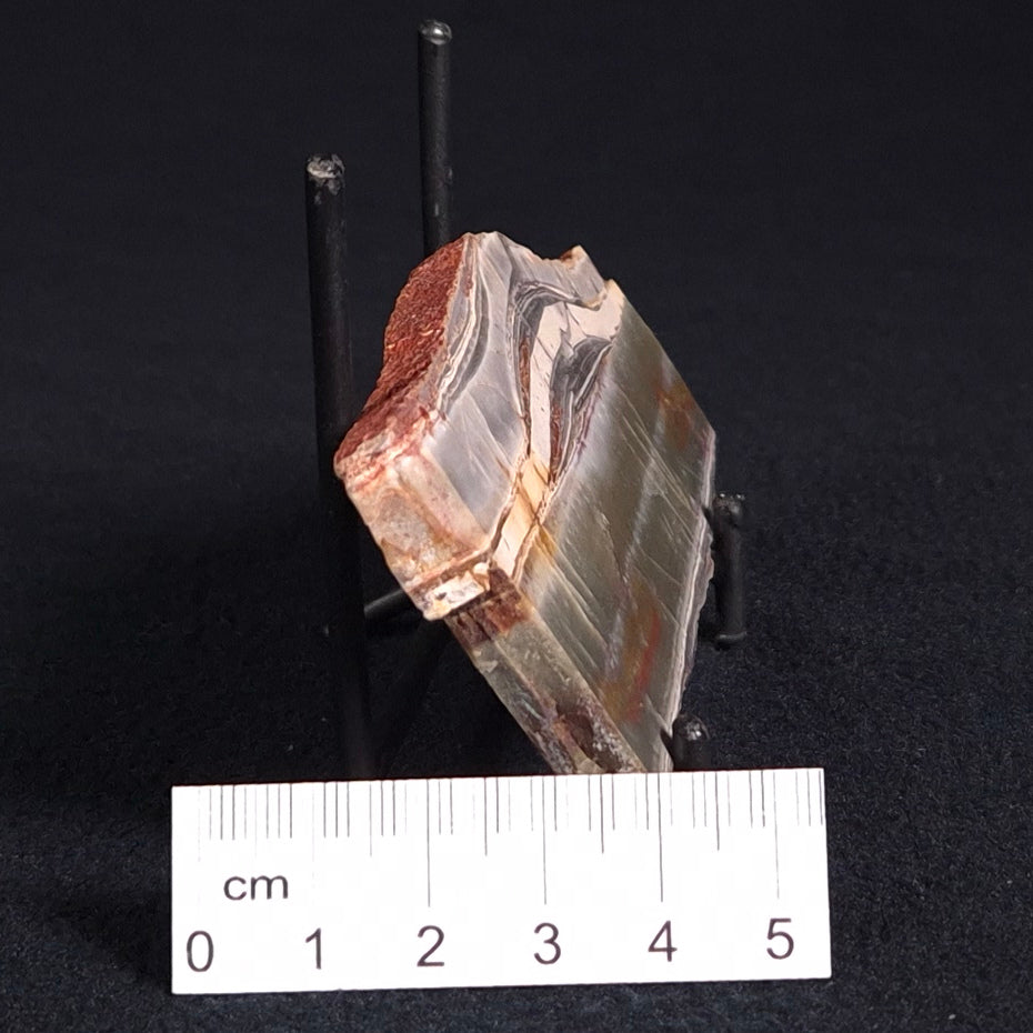 STROMATOLITE, Jerrinah Formation, Proterozoic, Australia ZJF022