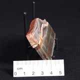 STROMATOLITE, Jerrinah Formation, Proterozoic, Australia ZJF022