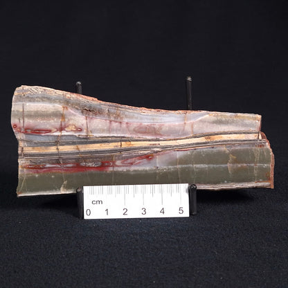 STROMATOLITE, Jerrinah Formation, Proterozoic, Australia ZJF023