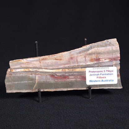 STROMATOLITE, Jerrinah Formation, Proterozoic, Australia ZJF023
