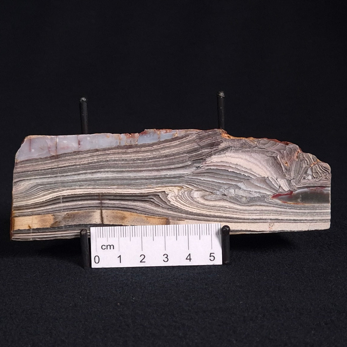 STROMATOLITE, Jerrinah Formation, Proterozoic, Australia ZJF024