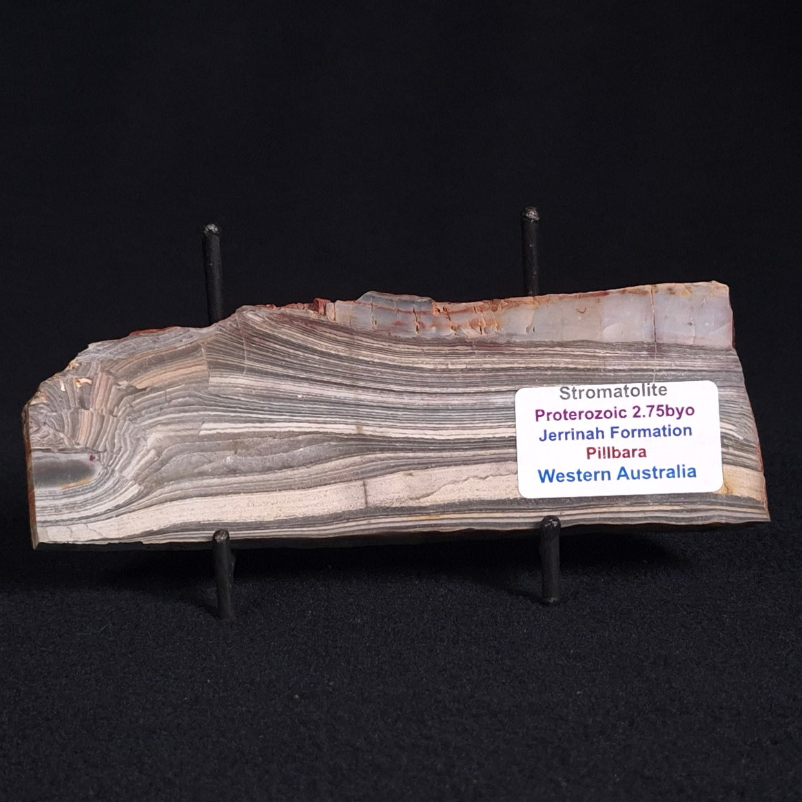STROMATOLITE, Jerrinah Formation, Proterozoic, Australia ZJF024