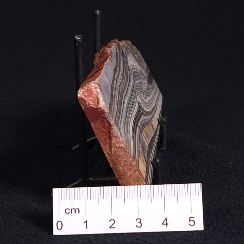 STROMATOLITE, Jerrinah Formation, Proterozoic, Australia ZJF024